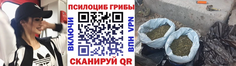 где продают   Наволоки  Псилоцибиновые грибы Cubensis 
